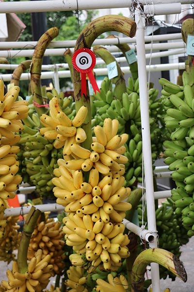 งานสารทไทย กล้วยไข่ เมืองกำแพง 2559