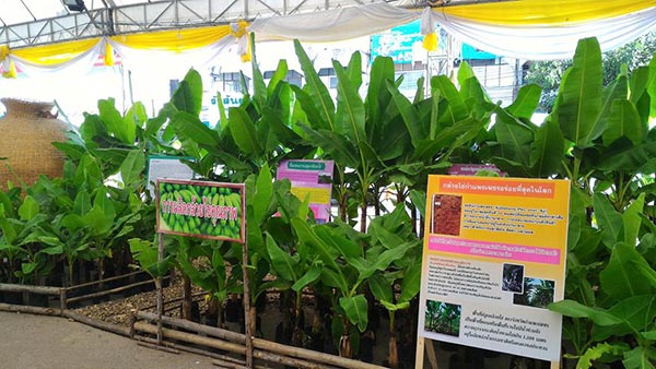 งานสารทไทย กล้วยไข่ เมืองกำแพง 2559