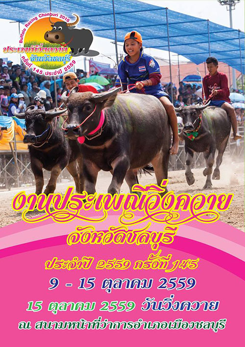 ประเพณีวิ่งควาย 2559