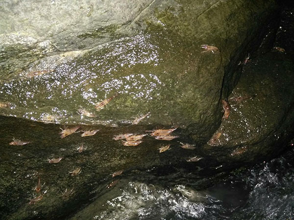 กุ้งเดินขบวน 2559