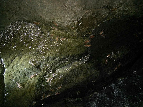 กุ้งเดินขบวน 2559