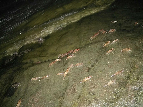 กุ้งเดินขบวน 2559