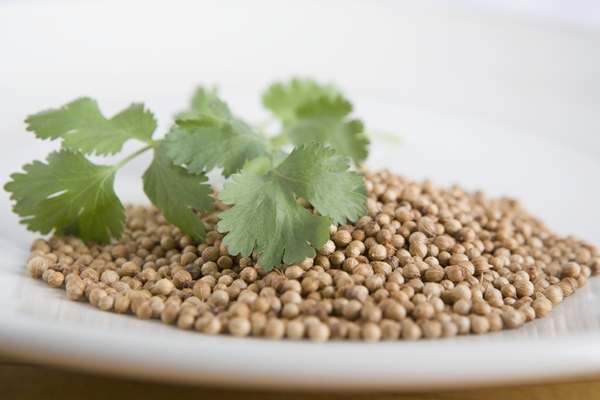 ลูกผักชี