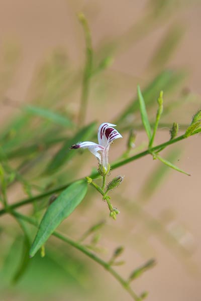 ฟ้าทลายโจร