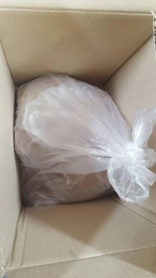 เจ้าหน้าที่เกาหลียิงหมาตาย