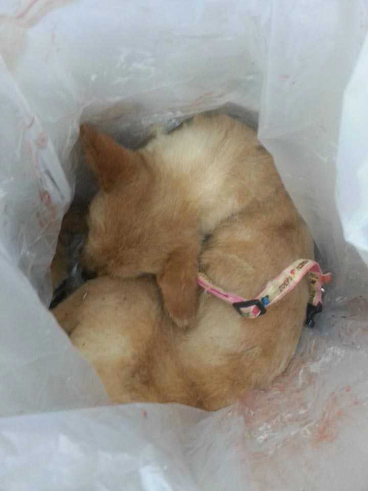 เจ้าหน้าที่เกาหลียิงหมาตาย