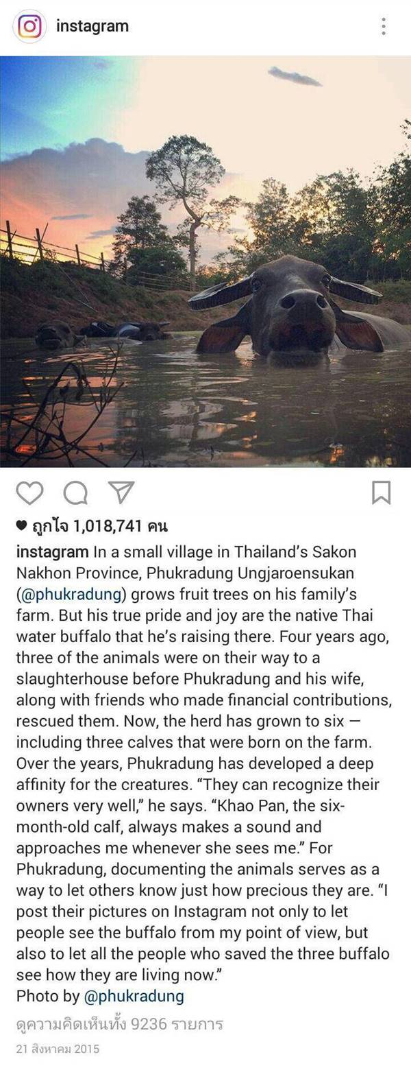 ควายไทย