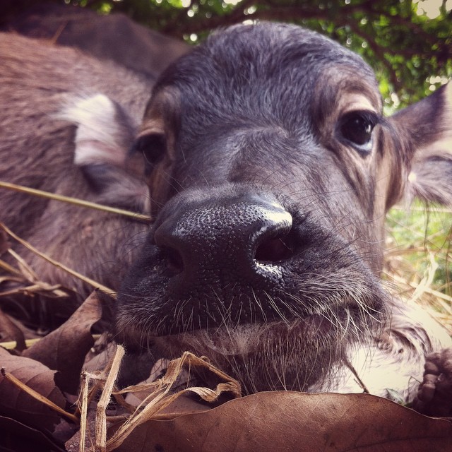 ควายไทย