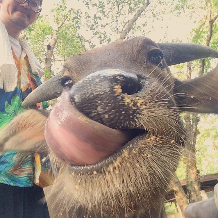 ควายไทย