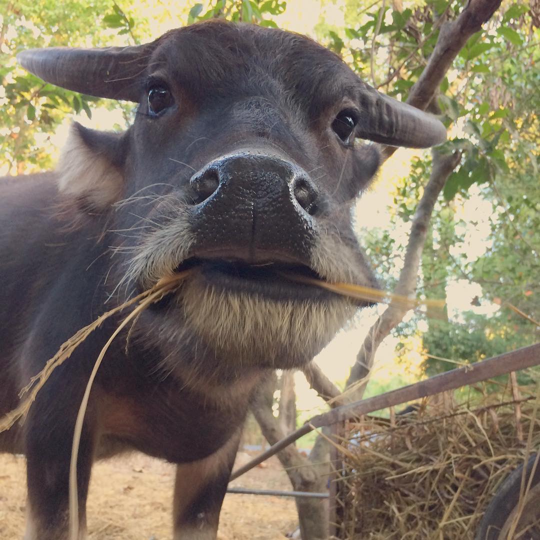 ควายไทย