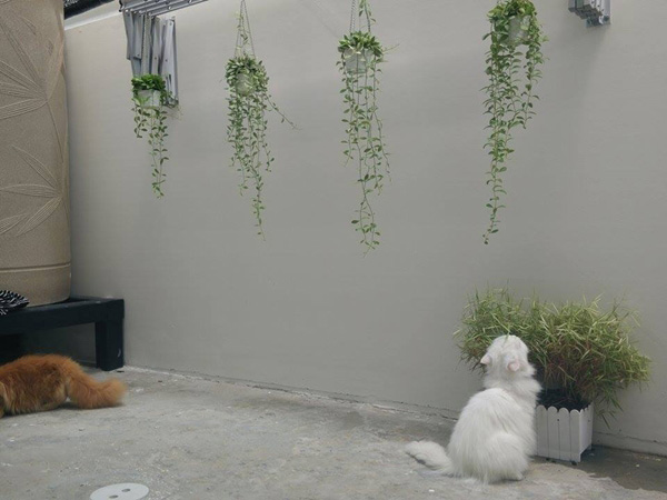 แต่งบ้านสไตล์อังกฤษ