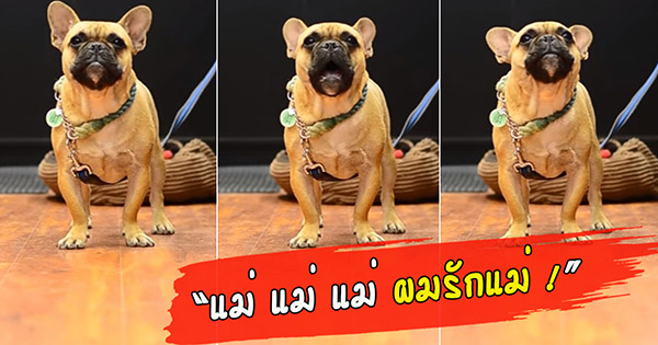 คลิปหมาพูดได้