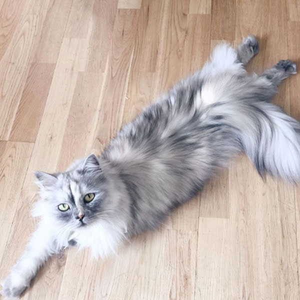 แมวเซเลบ