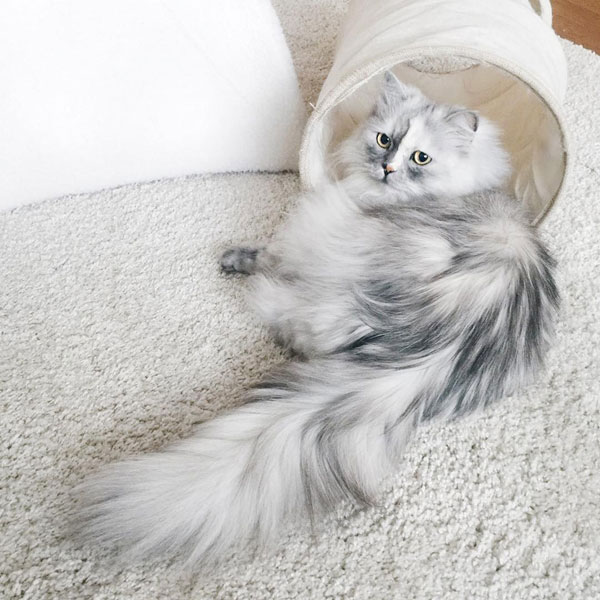 แมวเซเลบ