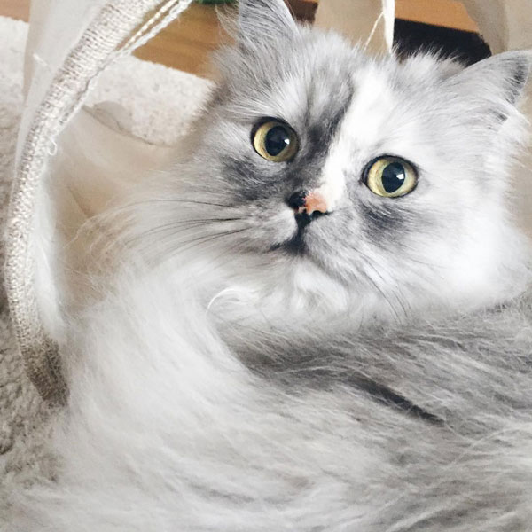 แมวเซเลบ