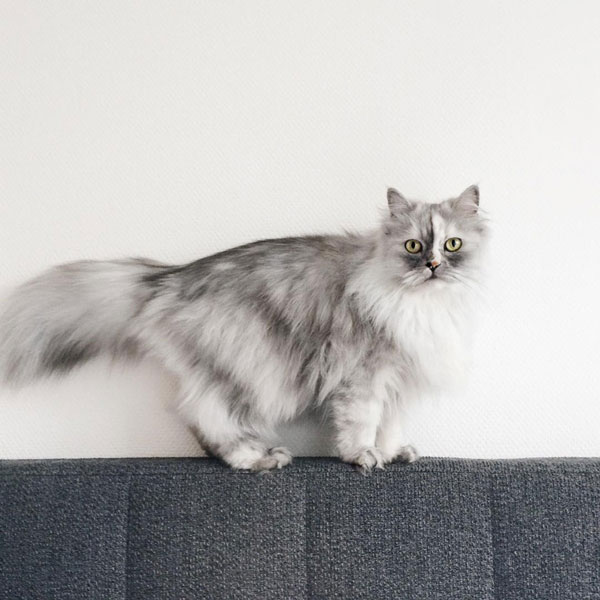 แมวเซเลบ