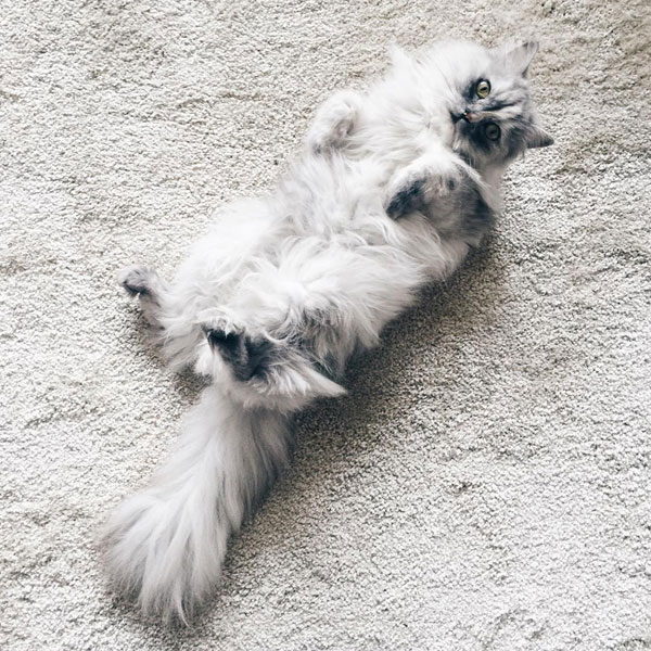 แมวเซเลบ