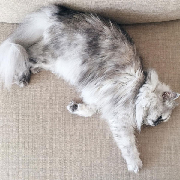 แมวเซเลบ