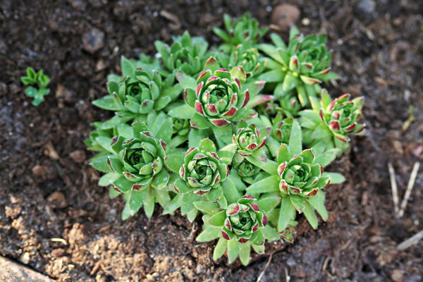 ปลูกต้นไม้บนหลังคาบ้าน