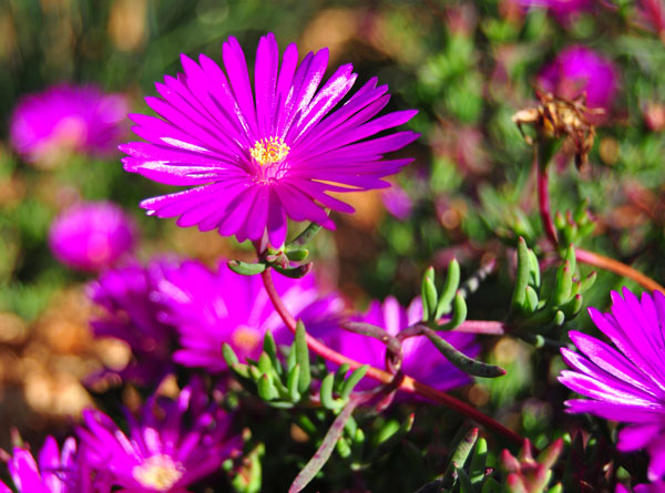 ปลูกต้นไม้บนหลังคาบ้าน