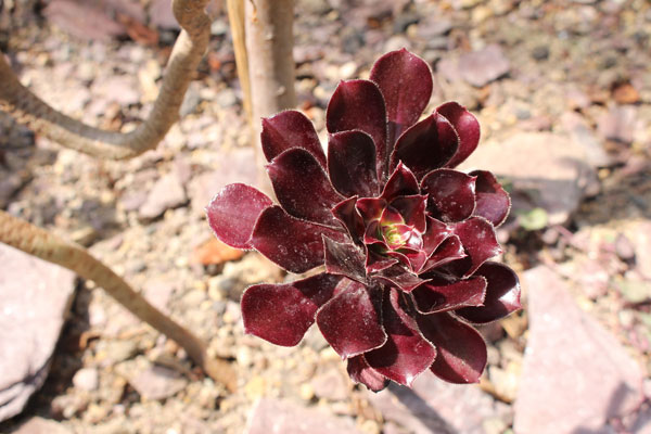 ปลูกต้นไม้บนหลังคาบ้าน