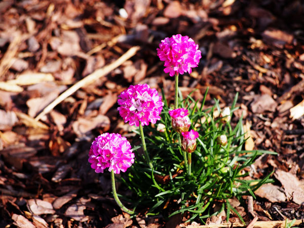 ปลูกต้นไม้บนหลังคาบ้าน