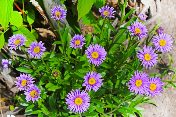 ปลูกต้นไม้บนหลังคาบ้าน