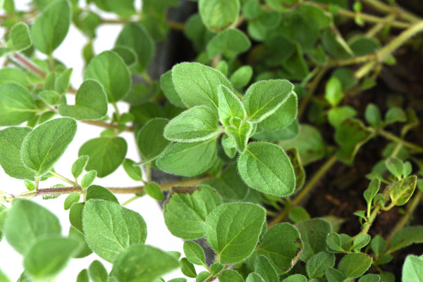 ปลูกต้นไม้บนหลังคาบ้าน