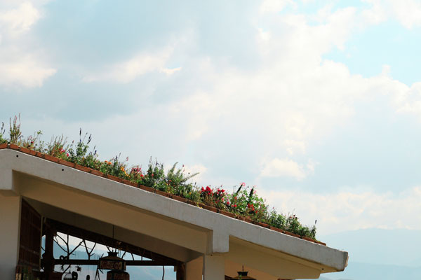 ปลูกต้นไม้บนหลังคาบ้าน