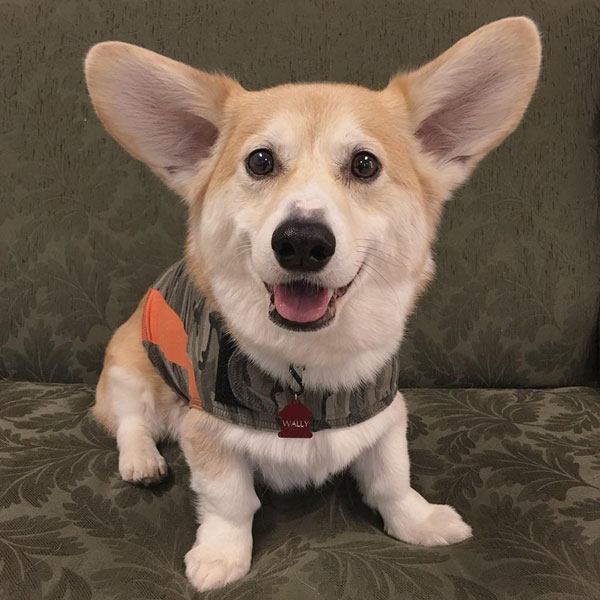 คอร์กี้