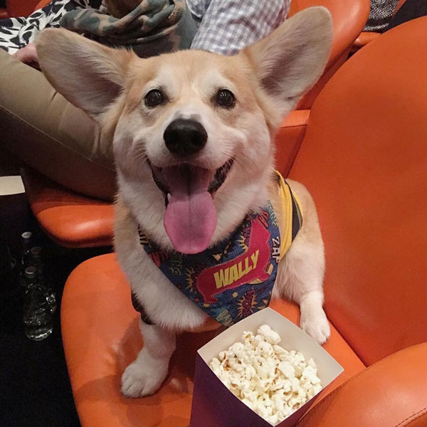 คอร์กี้