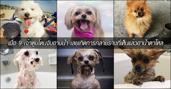 รูปหมาน่ารัก