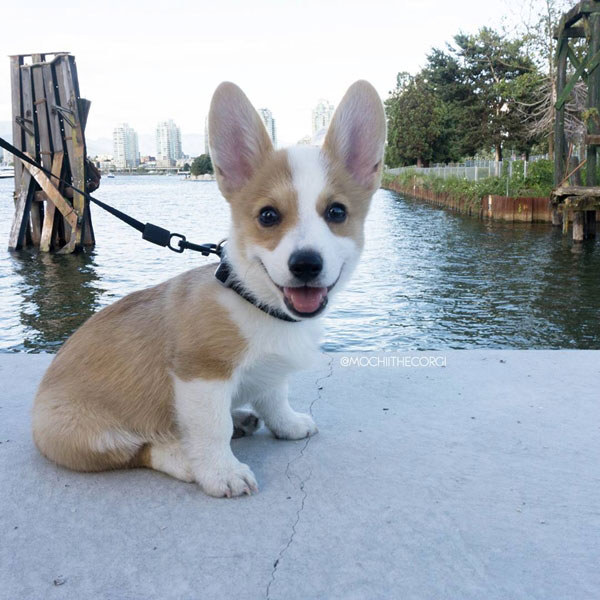 คอร์กี้