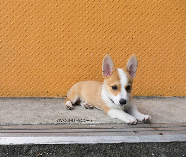 คอร์กี้