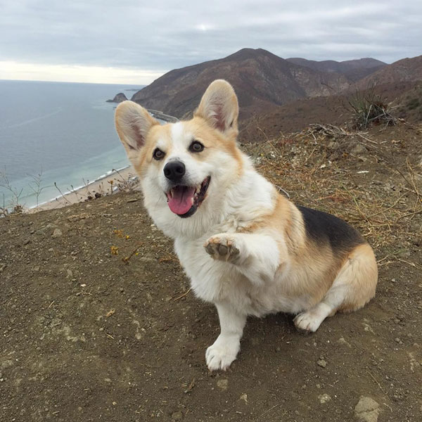 คอร์กี้