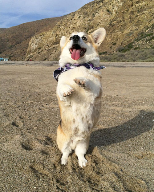 คอร์กี้