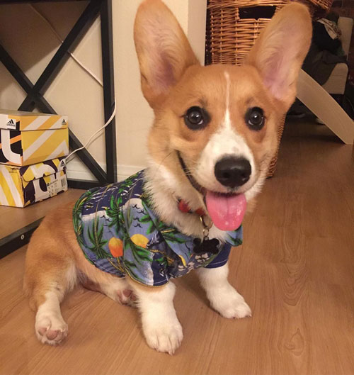 คอร์กี้