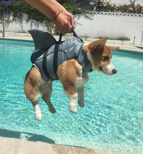 คอร์กี้