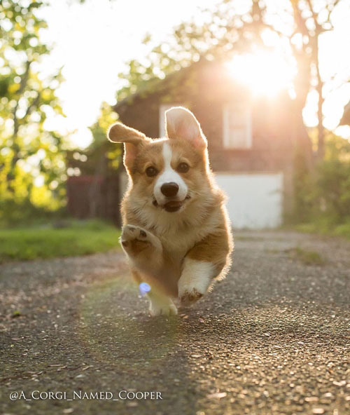 คอร์กี้