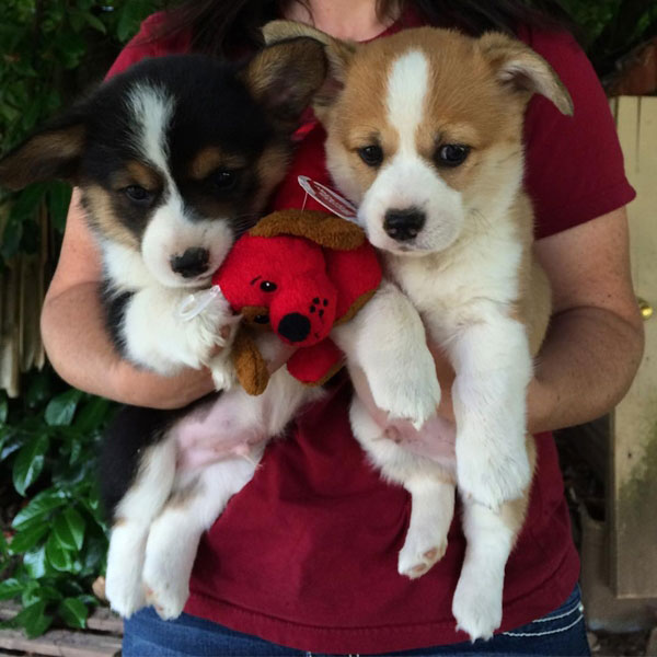 คอร์กี้