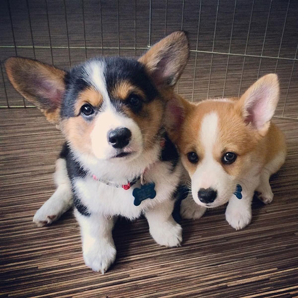 คอร์กี้