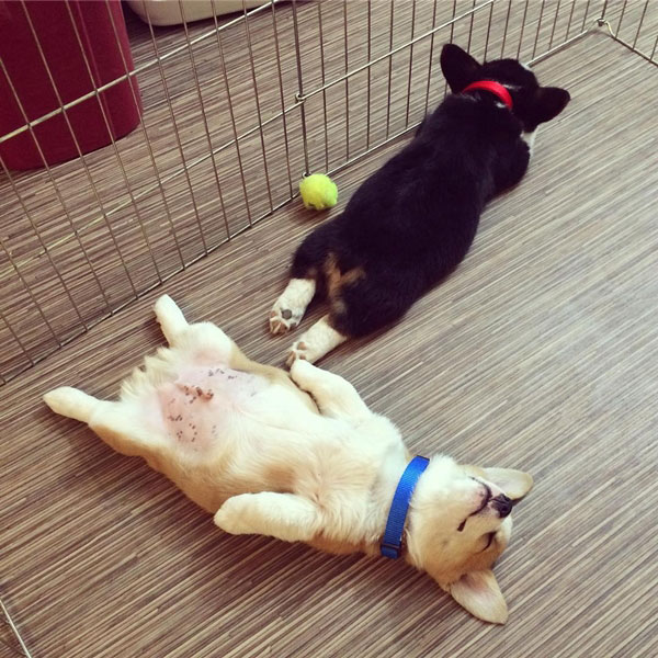 คอร์กี้