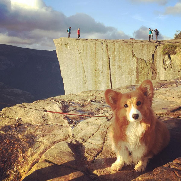 คอร์กี้