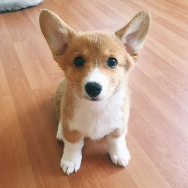 คอร์กี้