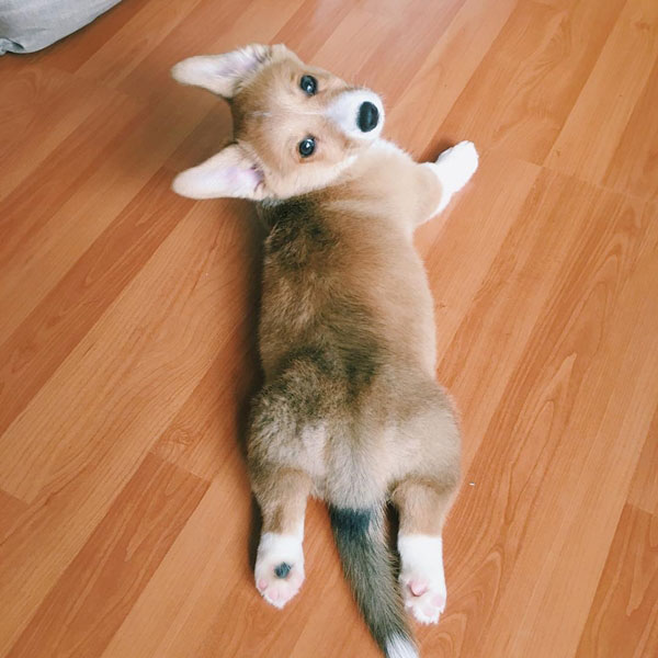 คอร์กี้