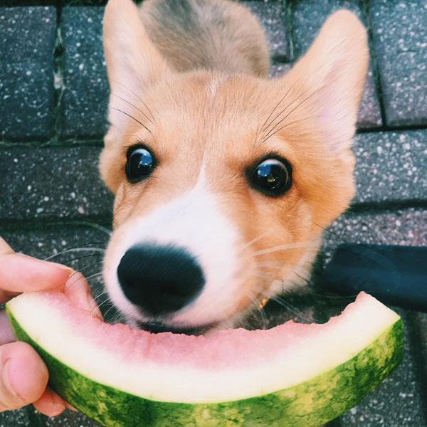 คอร์กี้