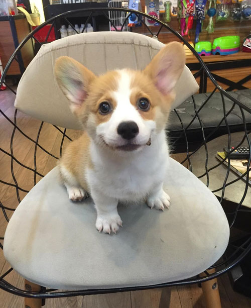 คอร์กี้