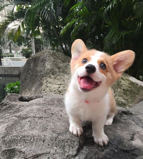 คอร์กี้