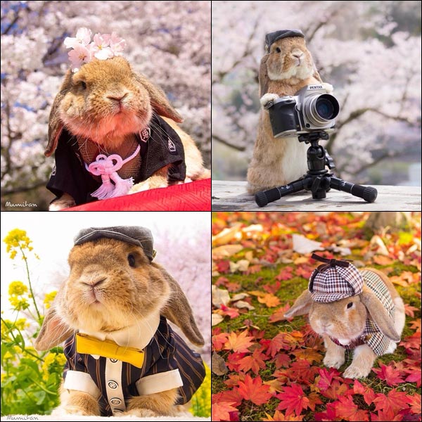 รูปกระต่าย