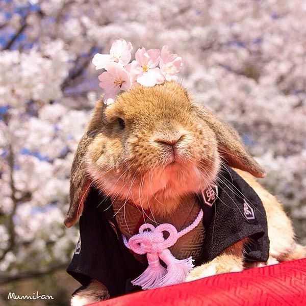 รูปกระต่าย